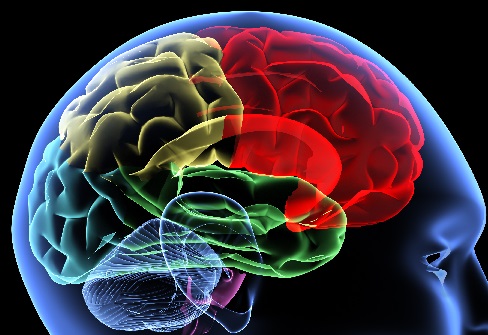 brain image